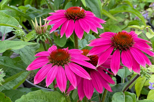 Beautiful Echinacea Seeds for Home Gardens