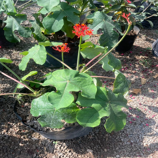 Jatropha Podagrica Shrub Seeds for Planting – Heirloom, Non-GMO, Tropical Variety