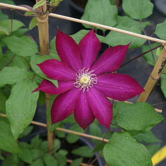 Clematis Bourbon Flower Seeds