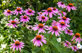 Echinacea Seeds for a Natural Garden
