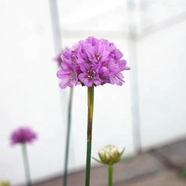 Ballerina Lilac Armeria Pseudarmeria Flower Seeds