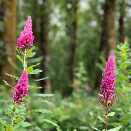 Spiraea Douglasii Flower Seeds