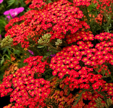 yarrow flower seeds red