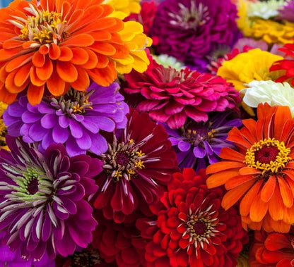 Zinnia Flower Seeds (Non-GMO) – Vibrant Garden Blooms