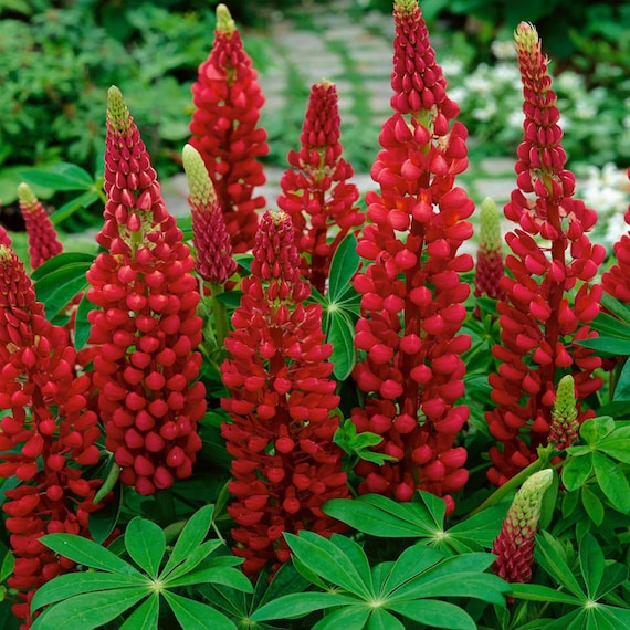 Lupine Wildflower Seeds red