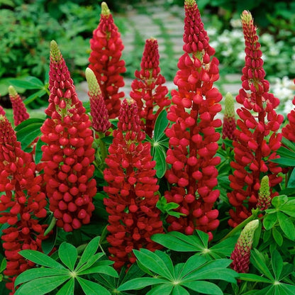 Lupine Wildflower Seeds red