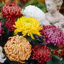 Premium Chrysanthemum Seeds for Vibrant Blooms