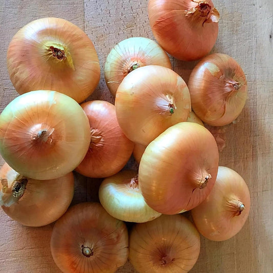 Borettana Cipollini Onion Vegetable Seeds