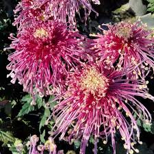 Premium Chrysanthemum Seeds for Vibrant Blooms
