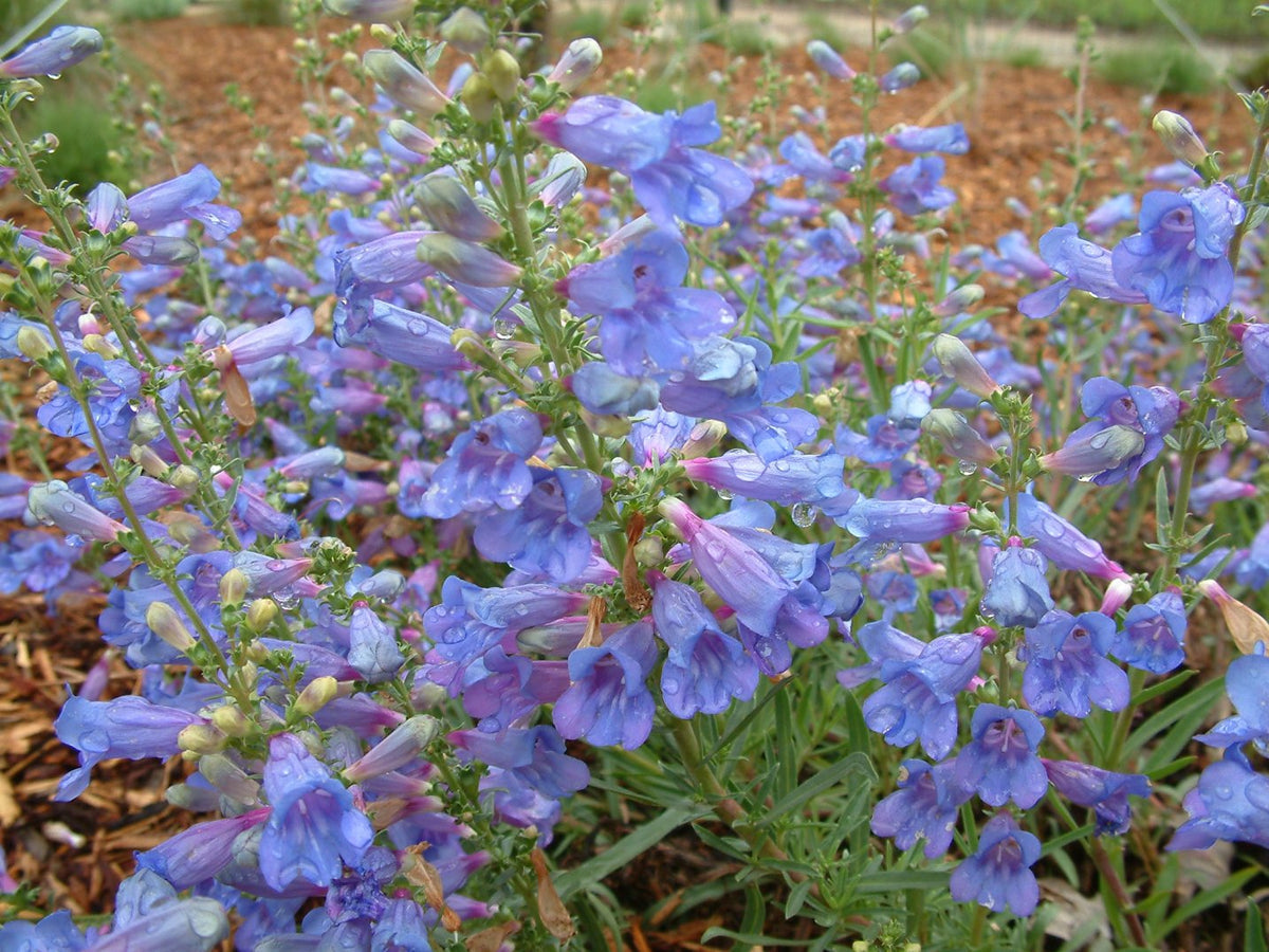 Penstemon (Penstemon Heterophyllus) seeds for planting in home garden