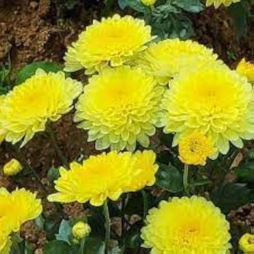 Non GMO Chrysanthemum Seeds for Home Garden