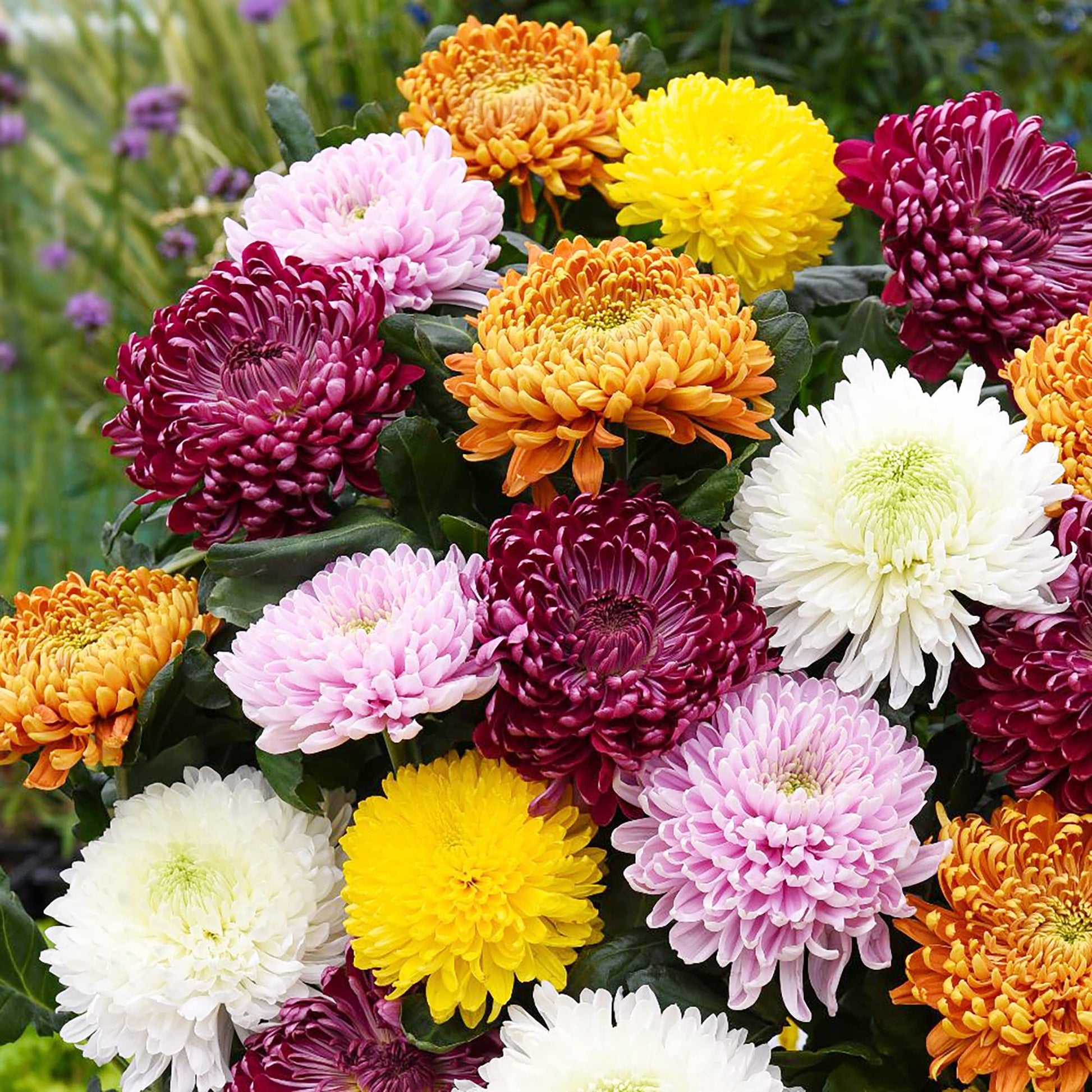 chrysanthemum seeds planting Colorful Chrysanthemum Seeds for Planting – Heirloom, Non-GMO, Easy to – Pure Asia Seeds
