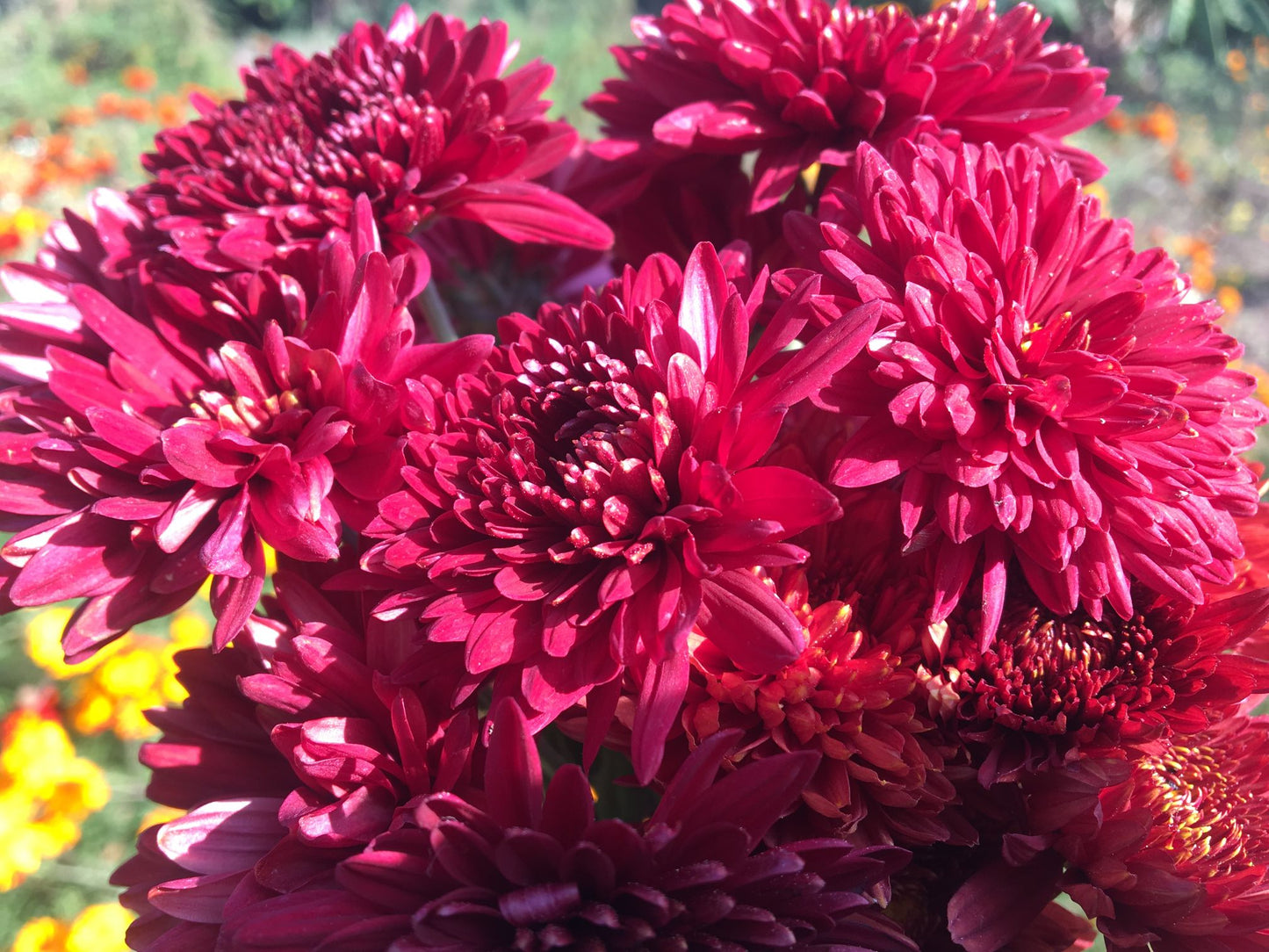 Colorful Chrysanthemum Seeds for Outdoor Planting