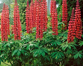 Lupine Wildflower Seeds red
