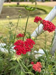 yarrow flower seeds red