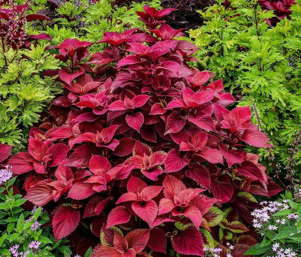 Velvet Red Coleus Herb Seeds