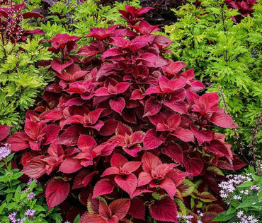 Velvet Red Coleus Herb Seeds