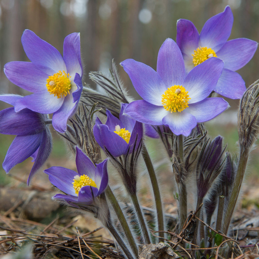 Violet Anemone Flower Seeds