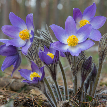 Violet Anemone Flower Seeds