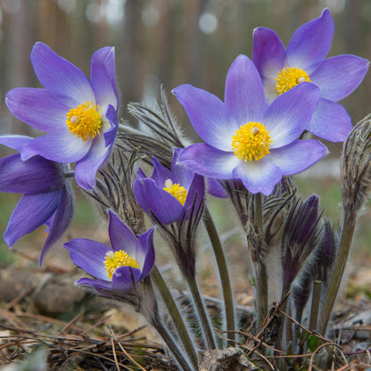 Violet Anemone Flower Seeds