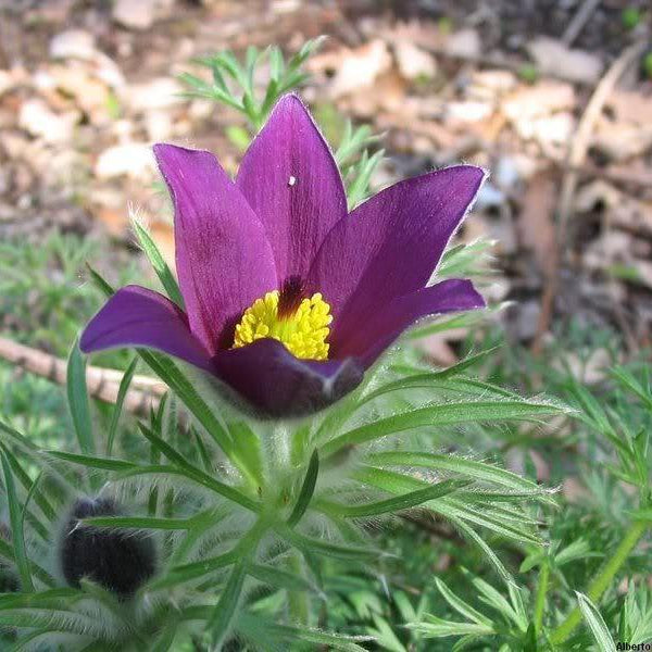 Violet Anemone Flower Seeds