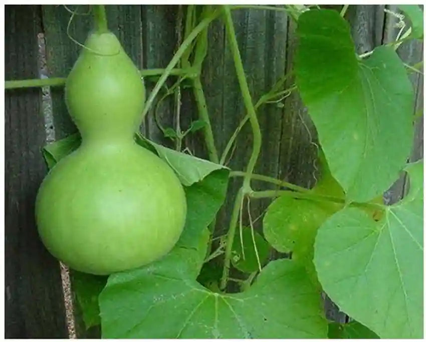 Semi di verdura Banjo Gourd (curvo e allungato)