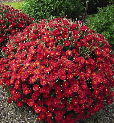 Heirloom Chrysanthemum Seeds for Garden