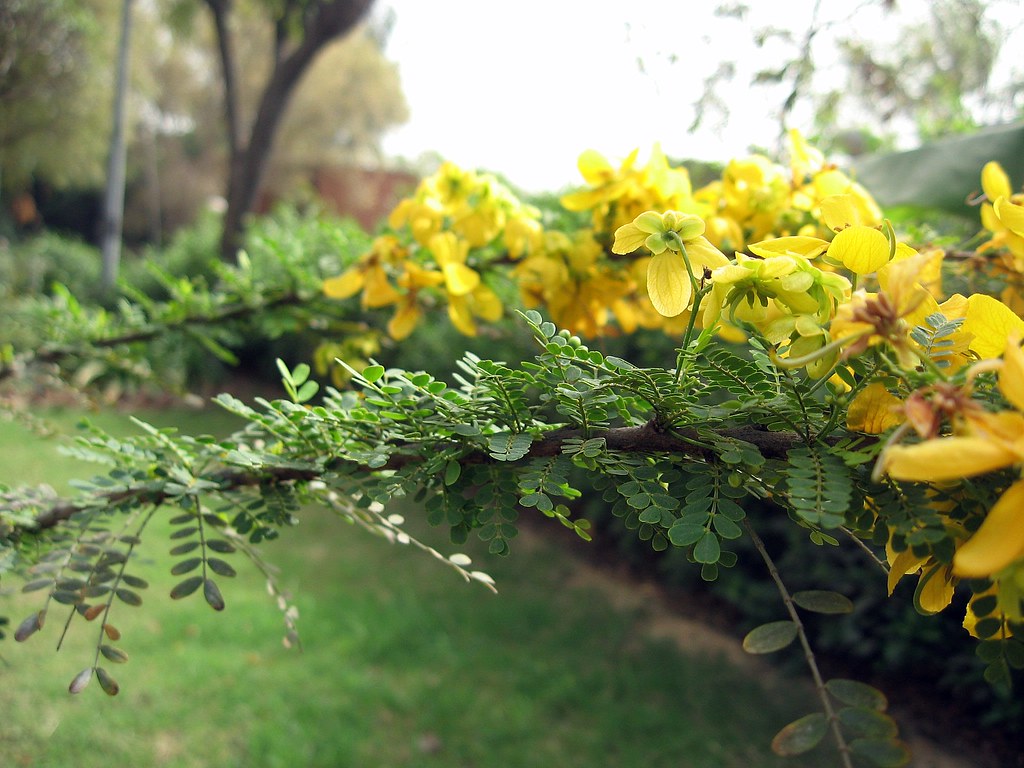 Cassia (Cassia Biflora) seeds for planting in home garden