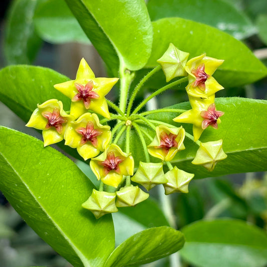 Hoya Carnosa Flower seeds for Planting - Perfect for Borders, Heirloom & GMO Free Seeds for Home Garden
 
 Sale for planting in home garden