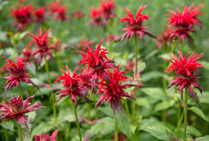 Grow Bee Balm from Seeds