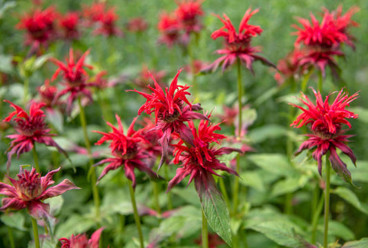 Grow Bee Balm from Seeds