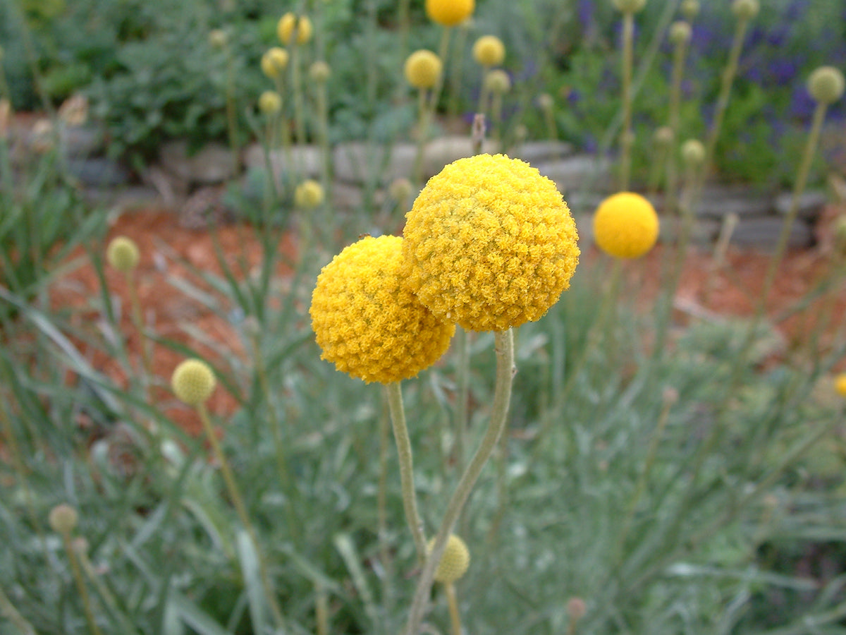 Craspedia Globosa Flower Seeds for Planting – Heirloom, Non-GMO, Easy – Pure Asia Seeds