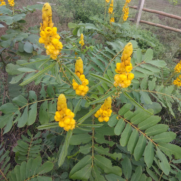 Senna Alata Flower Seeds