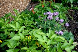 Grow Bee Balm from Seeds