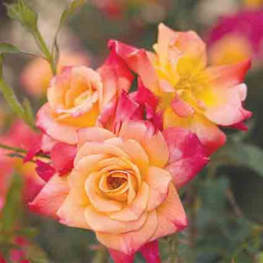 Joseph's Coat Climbing Rose - Vibrant Multicolor Climbing Rose Bush for Your Garden
