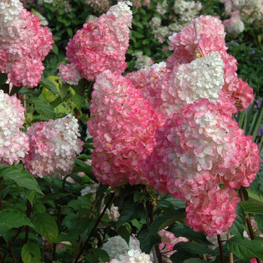 Strawberry Hydrangea Flower Seeds