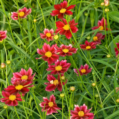 v rising flower seeds Coreopsis 'Mercury Rising' Flower Seeds for Planting – Heirloom, Non-G – Pure Asia Seeds