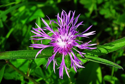 Bee Balm Seeds