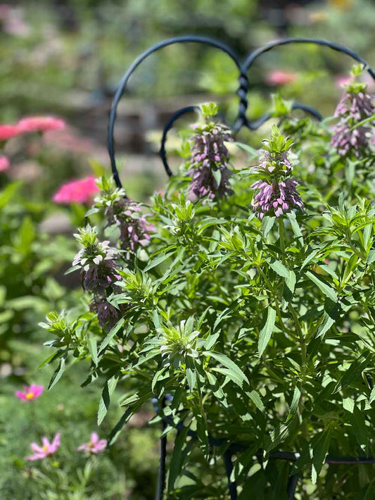 Planting Bee Balm Seeds