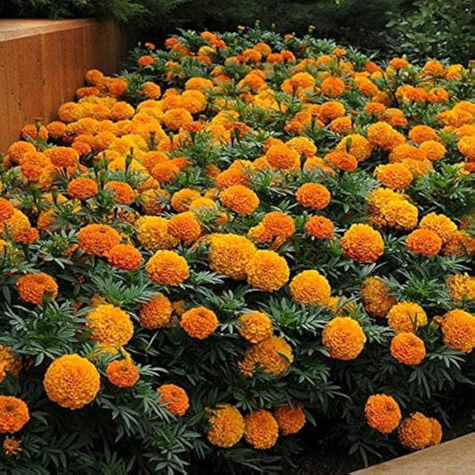 Marigold Seeds Easy to Grow & Pest-Repelling