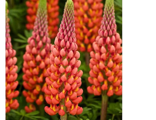 Lupine Wildflower Seeds orange