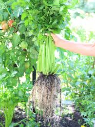 Celery Vegetable Seeds – Non-GMO