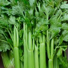 Celery Vegetable Seeds – Non-GMO