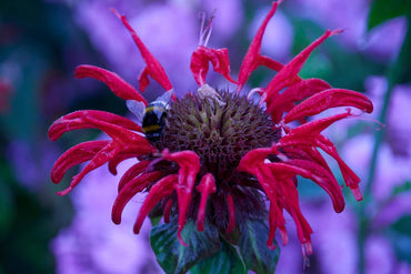 Planting Bee Balm Seeds