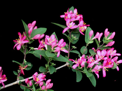 Tartarian Honeysuckle Shrub Seeds