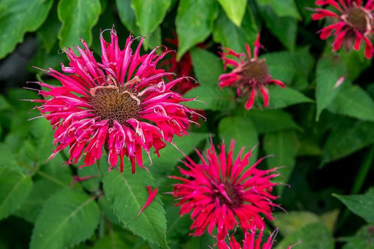 Bee Balm Flower Seeds