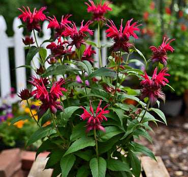 Bee Balm Flower Seeds