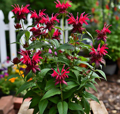 Bee Balm Flower Seeds