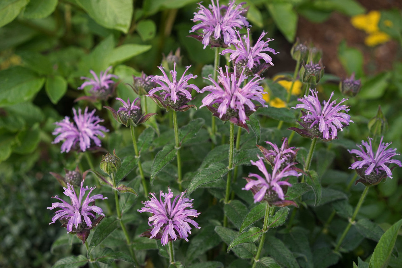 植物 ビーバームの種