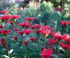 Bee Balm for Pollinators